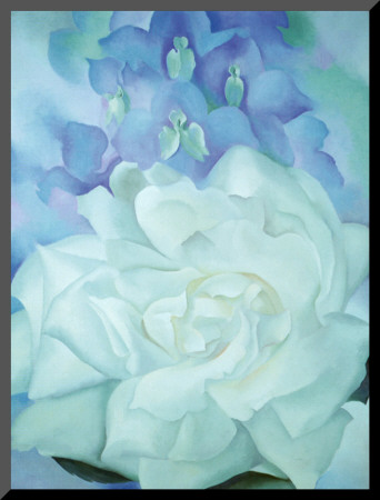 White Rose with Larkspur - Mounted Print