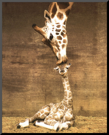 Giraffe, First Kiss