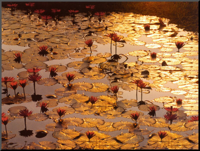 Lotus Pond Posters
