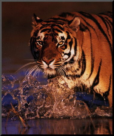 Excellence: Bengal Tiger