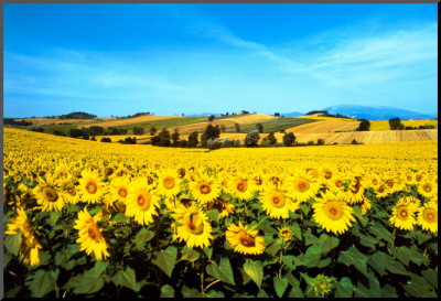 Sunflowers Field, Umbria