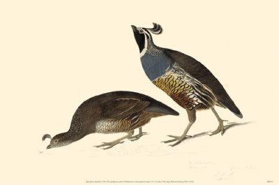 California Quail