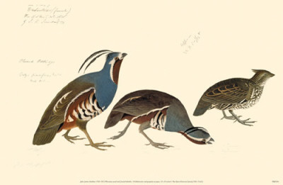 Mountain Quail