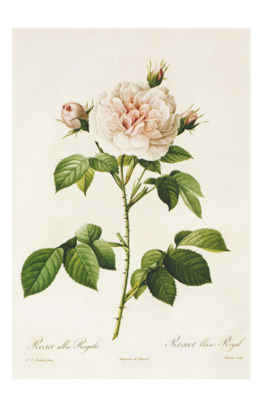 Redoute Rosa Alba Regalis