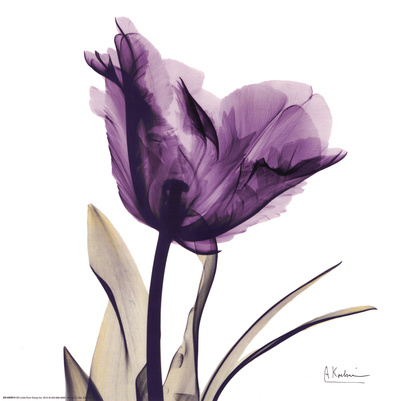 Royal Purple Parrot Tulip