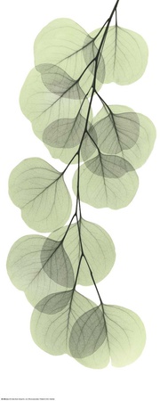 Buy X-Ray Eucalyptus Branch II at AllPosters.com