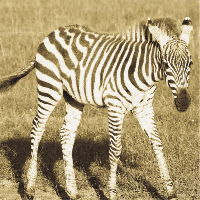Young Zebra