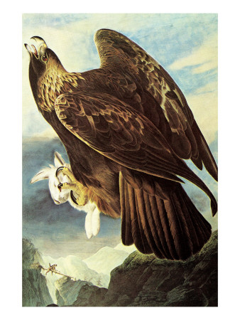 Golden Eagle
