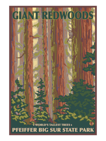 Pfeiffer Big Sur State Park, California - Giant Redwoods