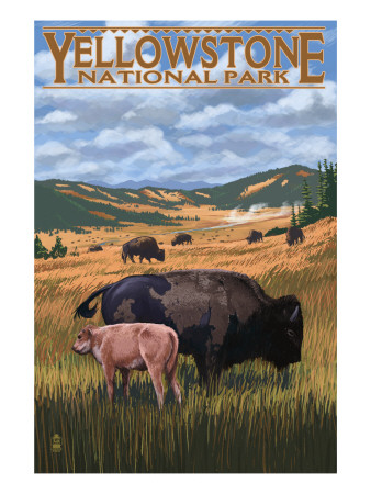 Bison and Calf Grazing - Yellowstone National Park