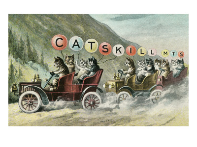 Cats in Cars, Catskill Mountains, New York
