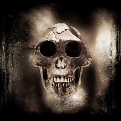 Prehistoric Skull