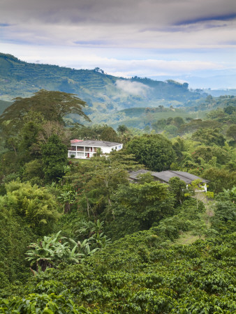 Colombia, Caldas, Manizales, Chinchina, Coffee Plantation at Hacienda De Guayabal at Dawn
