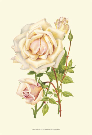  FLORES