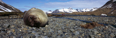 Southern Elephant Seal (Mirounga Leonina) on the Beach, Stromness Harbor, South Georgia Island