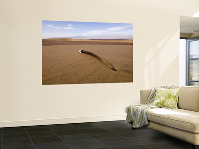 Gemsbok / Oryx Horn on Dune, Kaokoveld, Namib Desert