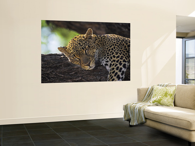 Buy Leopard Sleeping on Branch at AllPosters.com