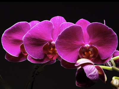 Buy Red Orchids at AllPosters.com