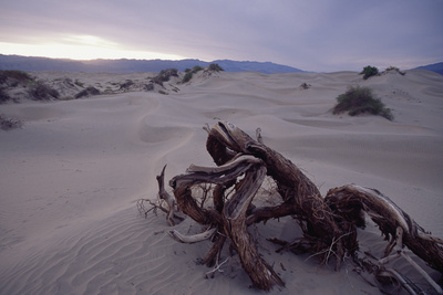 Death Valley Tree, California