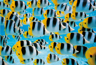 Buy Acquarium, Bora, Bora at AllPosters.com