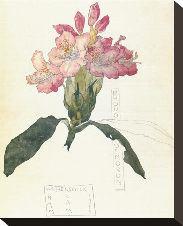 Rhodendron