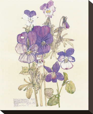Wild Pansy