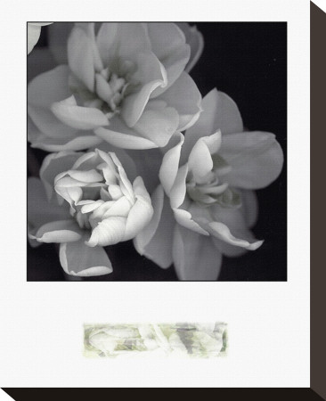 Rose for Romance I