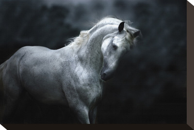 Moonlight Silver Stallion