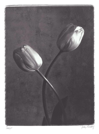 Buy Criss Crossed Tulips at AllPosters.com
