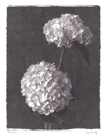 Buy Hydrangea Bouquets at AllPosters.com