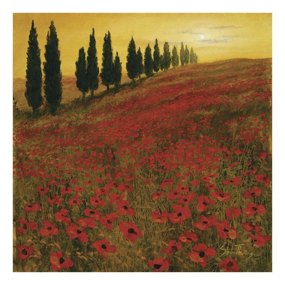 Poppies