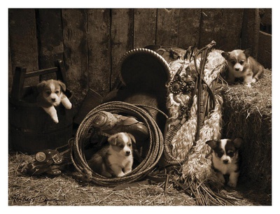 Buy Korgie Boys at AllPosters.com