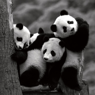 Pandas