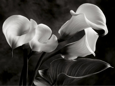 Buy Calla Lilies No. 1 at AllPosters.com