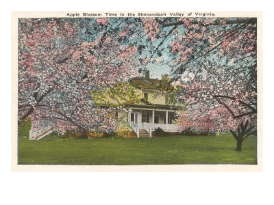 Apple Blossoms, Shenandoah Valley, Virginia
