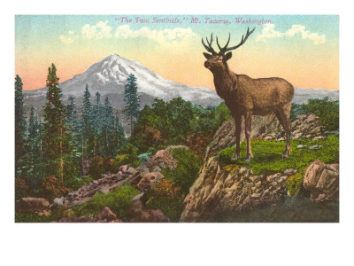 Elk, Mt. Tacoma, Washington