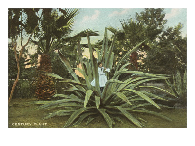 Girl in Agave