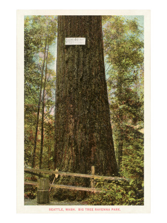 Big Tree Ravenna Park, Seattle, Washington