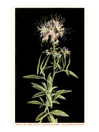 Rocky Mountain Bee Plant, Yellowstone National Park