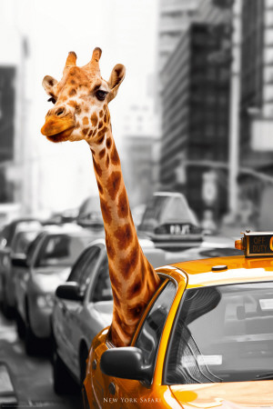 New York-Safari Posters
