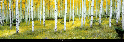 Buy Ashley National Forest at AllPosters.com