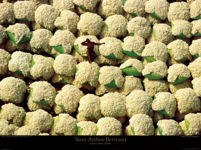 Buy Ballots de Coton at AllPosters.com