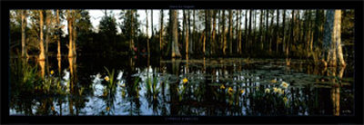 Buy Cypress Gardens at AllPosters.com