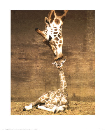 Giraffe, First Kiss