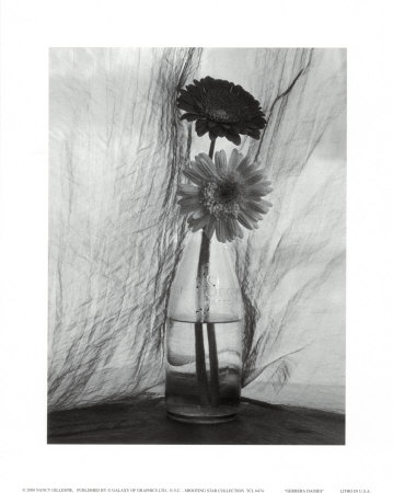Gerbera Daisies