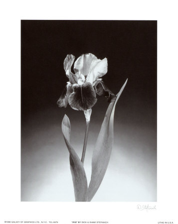 Buy Iris at AllPosters.com