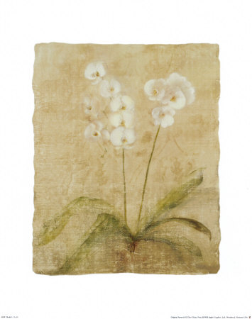 Orchid