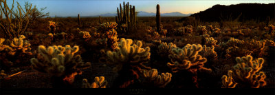 Buy Sonora at AllPosters.com