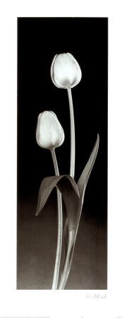 Buy Tulips at AllPosters.com