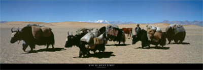 Yak in West Tibet Poster